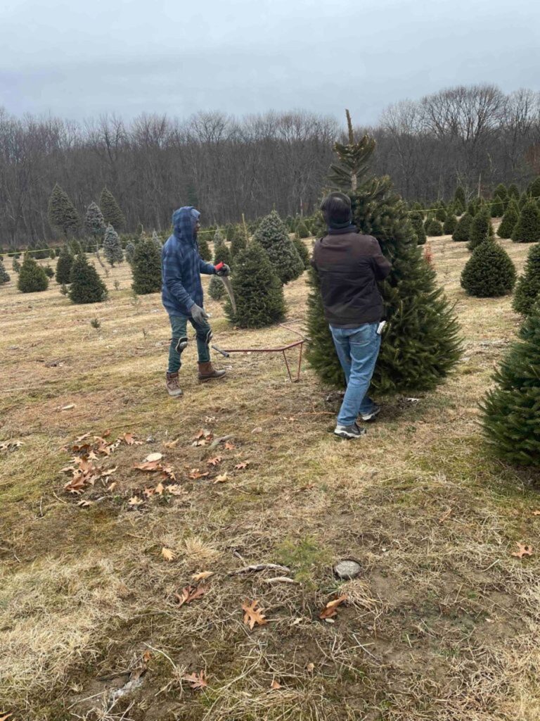 Cutting Down The Christmas Tree