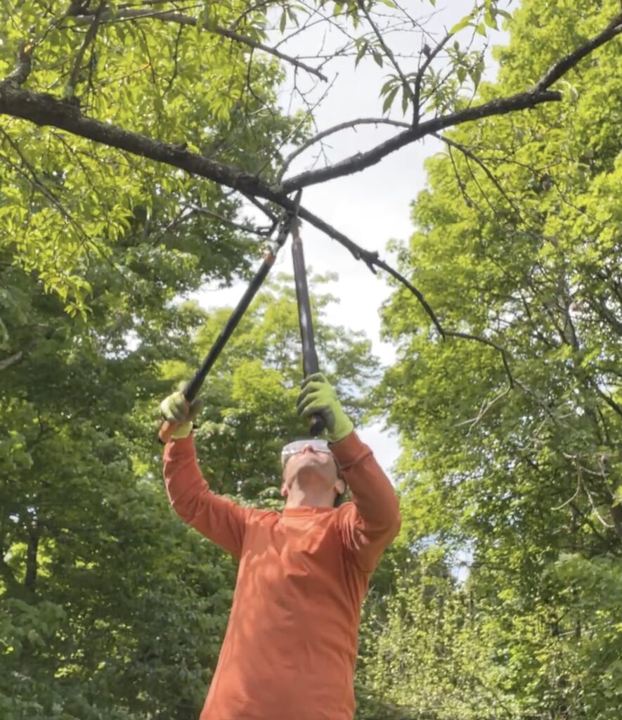 Using Forester's Tool