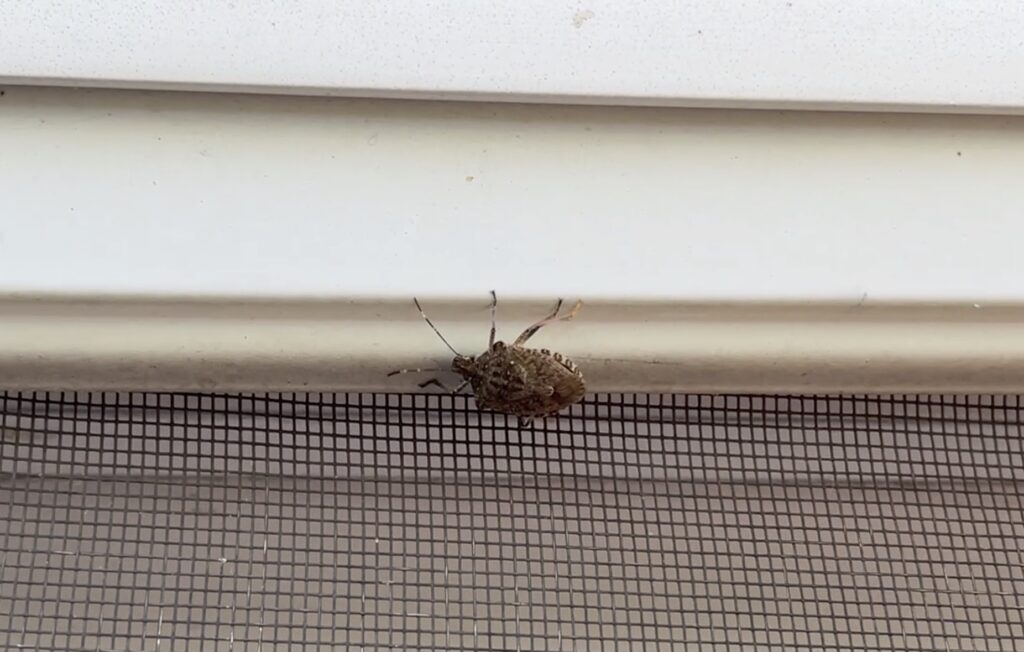 Stink Bug